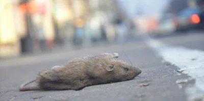 Patostreamy_87 - #patostreamy #danielmagical 
Szczur leży pobity na przystanku