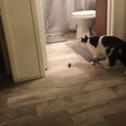 somskia - zawsze z tego kisne XD
#koty #smiesznekotki #logikarozowychkotkow #gif