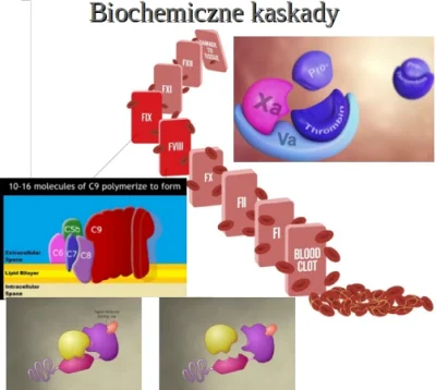 bioslawek - https://bioslawek.files.wordpress.com/2017/06/biochemiczne-kaskady.pdf