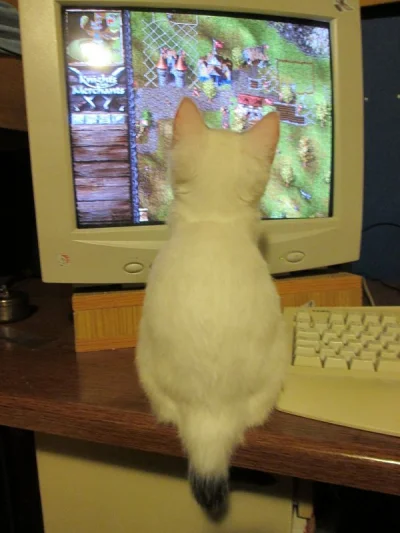 wcalemnienieznasz - Jeszcze jak mój kot był młody, a komputer stary.
#pokazkota #gim...