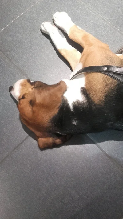 royal_princess - Mój piesek grzeje się na podłodze #pies #zwierzaczki #beagle