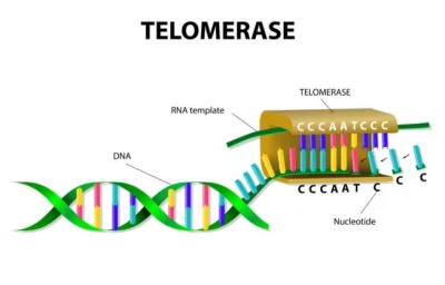 bioslawek - Telomeraza.


https://pl.wikipedia.org/wiki/Telomeraza

Telomeraza –...