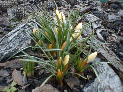 MrsGreen - Patrzcie, co znalazłam. :) #wiosna #kwiaty