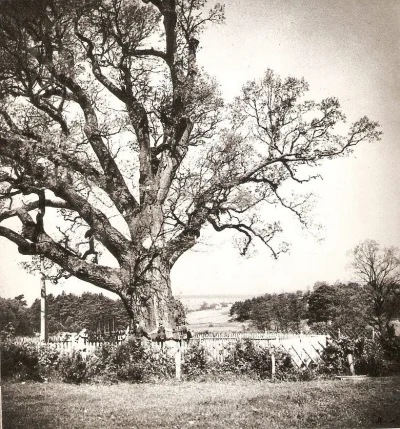 Nemezja - #fotohistoria #natura #drzewa
Dąb Bartek, rok:1960
SPOILER