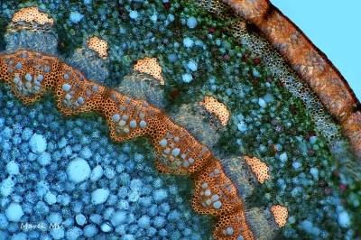 Lifelike - Winobluszcz (przekrój poprzeczny pędu pod mikroskopem)
Autor
#photoexplo...