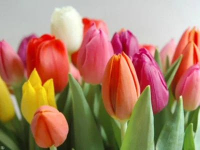 g.....a - przypominam: dziś na Bielanach dzień tulipana ʕ•ᴥ•ʔ
SPOILER
