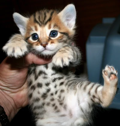 Altru - #koty #ktobogatemuzabroni #ciekawostki

Tak wygląda kot za 100 000$