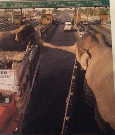Mesk - Lewa w górę! - Dwa słonie witają się przy mijaniu na drodze 
#motocykle #moto...