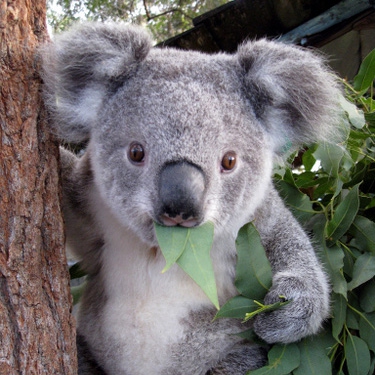 Czy wiecie, że misie koala nie muszą pić wody? Te... - damiinho ...