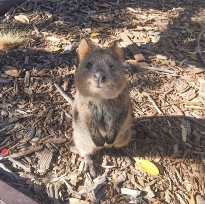 aloszkaniechbedzie - Witam słońce #dziendobry #quokkanadzis #quokka #zwierzaczki