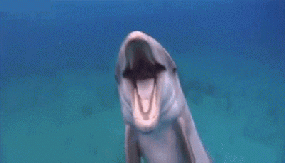 a.....a - Wesoły delfin. Scrolluj dalej. #delfiny #gif