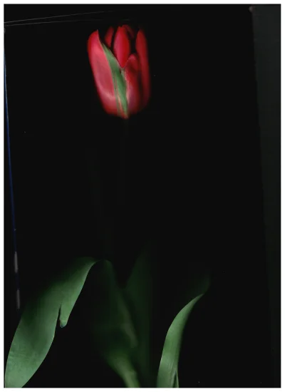adrian_ru - #fotografia #tulipan #kwiaty #photo #zdjecia