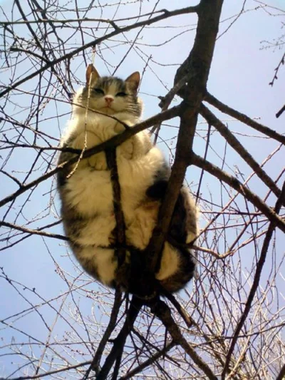 Iduun - Ktoś wyrzucił całkiem dobry chleb na drzewo ( ͡° ʖ̯ ͡°)

#koty #heheszki #s...
