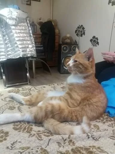 ziemniakzcebula - Może jakis mem z tego? ( ͡º ͜ʖ͡º) #smiesznypiesek #smiesznekotki #k...