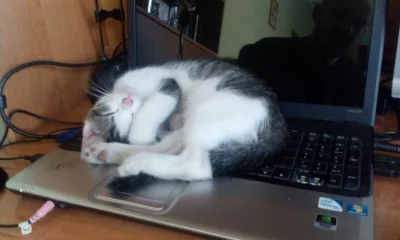 tahmyresetti - No elo mirki, od wczoraj mam kota. Spi jedynie na laptoku 

#kot #smie...