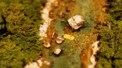 blachodachowka - #gif