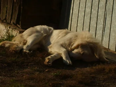 m.....a - A ta w ogóle to śpiący #psiniedzwiedz #pies #poka_psa ;)