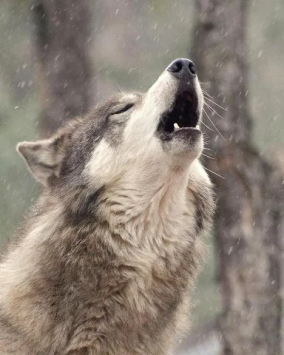 Pshemeck - #zwierzaczki #wilki #wilkiboners