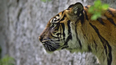 sedros - Tygrysek z warszawskiego zoo.

Jeśli spodobało Ci się to zdjęcie to zapras...