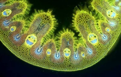 cierpkiezale - Komórki trawy oglądane pod mikroskopem.

#ciekawostki #nauka #smiesz...