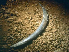 Onde - Zabrakło mi najstarszego bumerangu na świecie, znalezionego w jaskini Obłazowe...