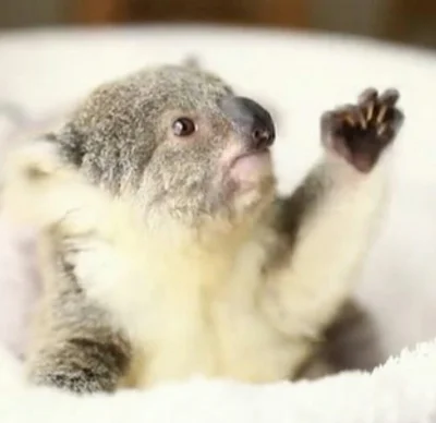 Najzajebistszy - Koala mówi wam siemaneczko. ʕ•ᴥ•ʔ

#koalowabojowka #zwierzaczki