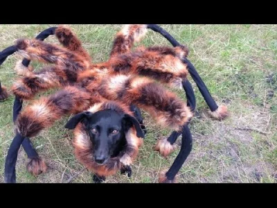 maciek234 - Znalazłem śmieszny filmik. Koleś przebrał psa za pająka XDDD Widzieliście...