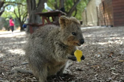 MaupoIina - #quokkanadzis

Uwaga, wrzucam kolejną kuokę w zastępstwie ( ͡° ͜ʖ ͡°)
...