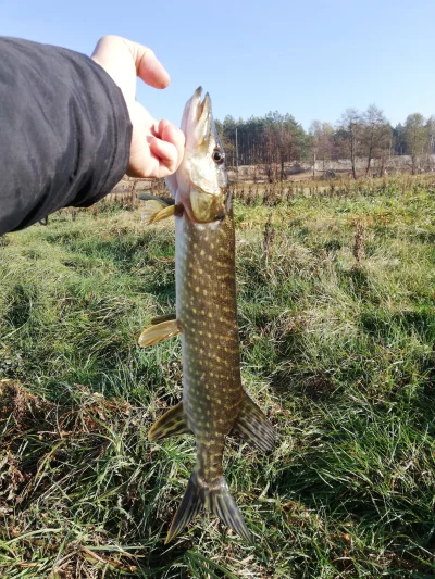 babajaro - #wedkarstwo to już piąty koło 50 cm, gdzie są większe...