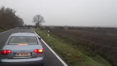 Mesk - Ogromne stado jeleni przebiega drogę
https://www.wykop.pl/link/4031111/ogromn...
