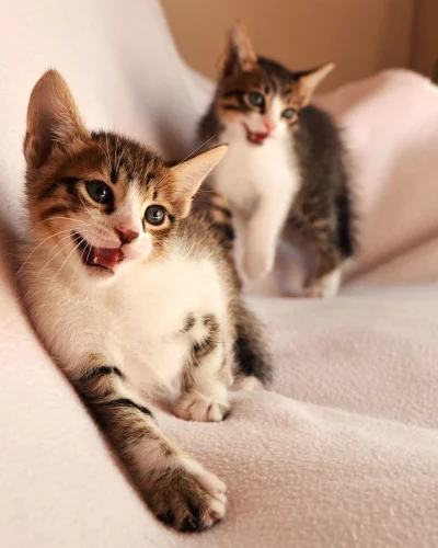 MaupoIina - Kotki śmiechotki ( ͡° ͜ʖ ͡°)

#zwierzaczki #zwierzeta #koty #smieszneko...