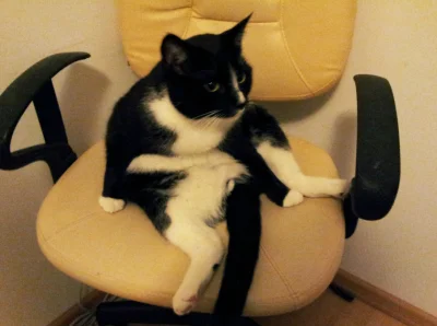 kuki_1988 - A kot na krześle siedzi tak:

#kotgeralt