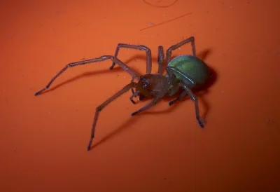 Harold - Hej Mirki, wczoraj w domu miałem pająka który jadł muchę, ale w sumie okazał...