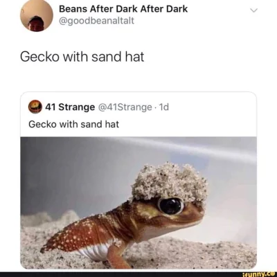 pVDai - Gecko with sand hat

#smiesznypiesek #zwierzaczki #przyroda #heheszki