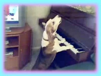 mactrix - Kolejny wirtuoz pianina :D #psy #pianino #wycie #spiew