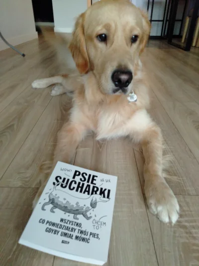 LuciferTheDog - Bedziemy czytac ( ͡° ͜ʖ ͡°) #pies #psy #pokazpsa #goldenretriever #ty...