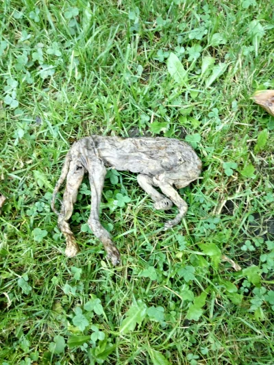 rebul4 - Sprzątalem śmieci w garażu i myślałem że to papier. A to chyba nie papier #s...