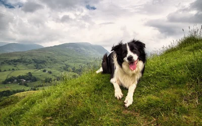 haxxx - Jak kiedyś będę miał psa to będzie to Border Collie. Nie ma dla mnie piękniej...