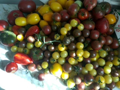 f.....i - Kiedy pomidory wejdą za mocno ( ͡º ͜ʖ͡º)
#pomidory
#ogrodnictwo