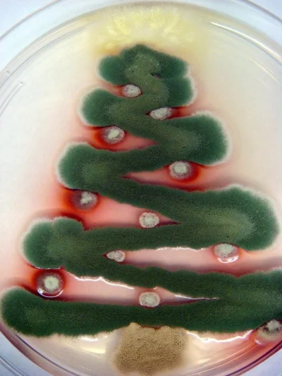 szumek - Wesołych świąt (ツ)
#mikrobiologia #ciekawostki #niemoje