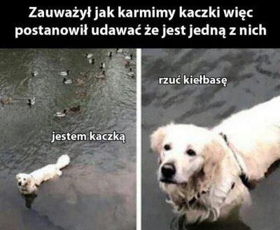 ziomeczek_ziomkowsky - #heheszki #smiesznypiesek #humorobrazkowy