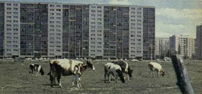 Agrinez - Facebook content. 
1977. Stegny. 

#warszawa