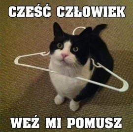 Altru - #heheszki #koty #czlowiekpomusz