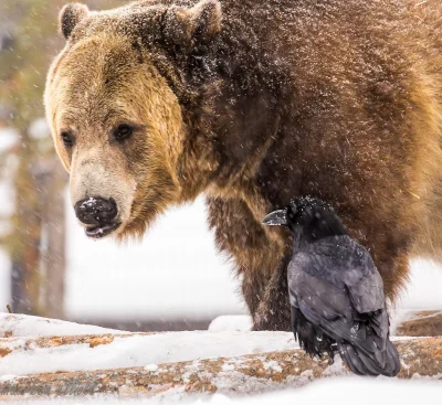 l-da - #ornitologia #ciekawostki
Badania opublikowane w piśmie „Animal Behaviour” su...