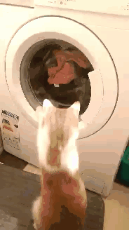 Kenpaczi - A Wam kto kręci bębnem w pralce?
#pokazkota #koty #kitku #smiesznypiesek ...