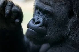orkako - Przecież goryle mają czarne twarze, a te z animacji twarze mają jasne. Więc ...