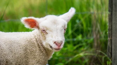 yeloneck - Czy porzucona owca może plusa? ʕ•ᴥ•ʔ
Ma 2 tygodnie i wymaga karmienia 4 r...
