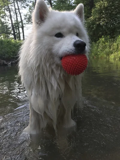 el_rupert - A wam nie gorąco? (⌐ ͡■ ͜ʖ ͡■) 

#samoyedhiro #smiesznypiesek #pokazpsa