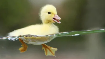 SpokojnyLudzik - A ja wklejam kaczuszkę, bo jest przyjemna do oglądania, nie budzi ag...