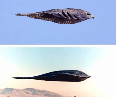 j.....n - #ciekawostki #samoloty #ptaki 

Projektanci superbombowca B-2 wzorowali s...